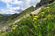 51 Distese di Genziana puntata (Gentiana punctata) con vista in Monte Tartano